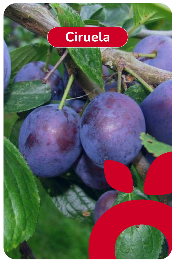 ciruela carrusel