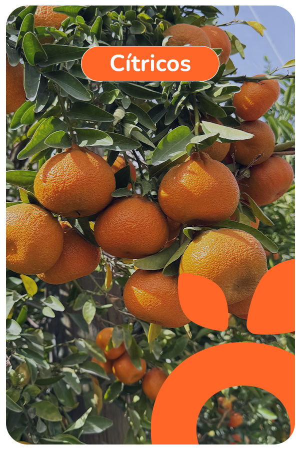 citricos 1
