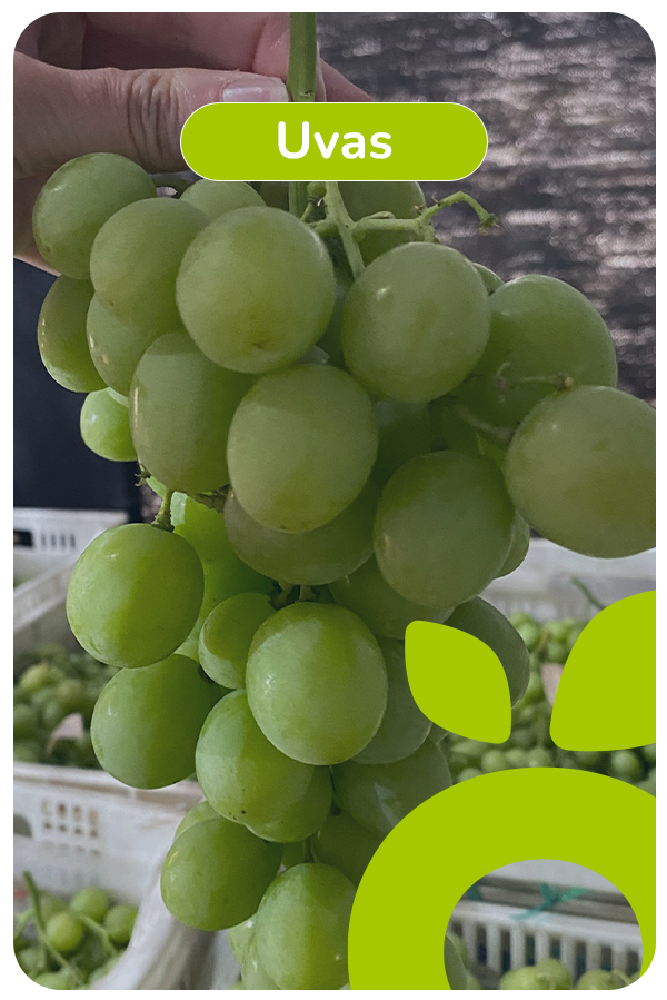 uvas 1