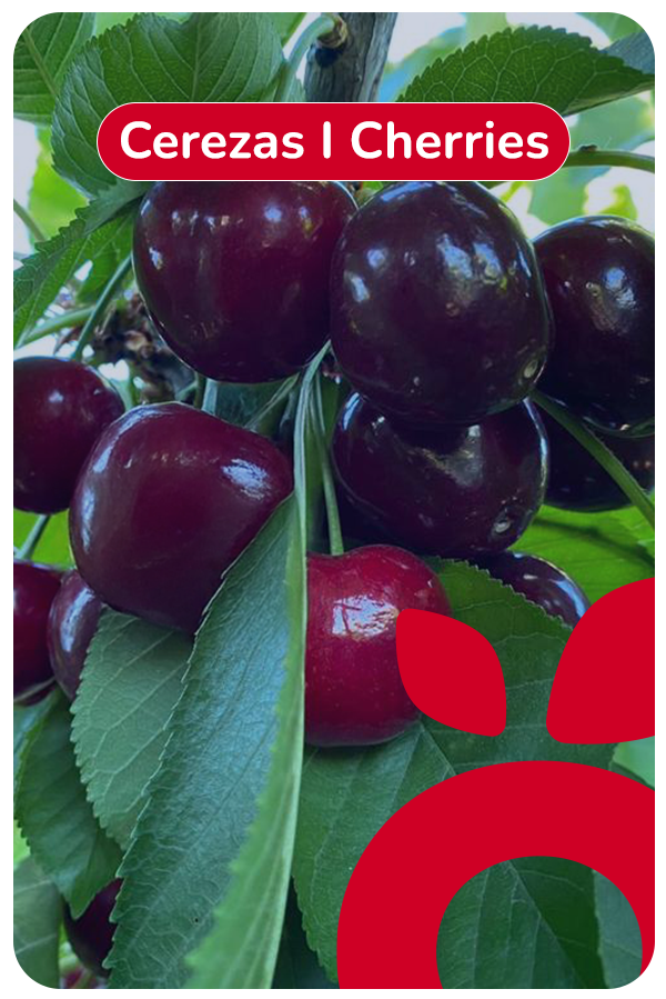 cerezas 100