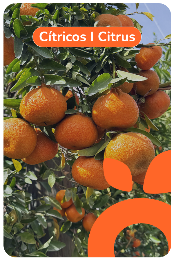 citricos 100