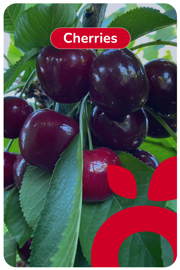 ingles cherries