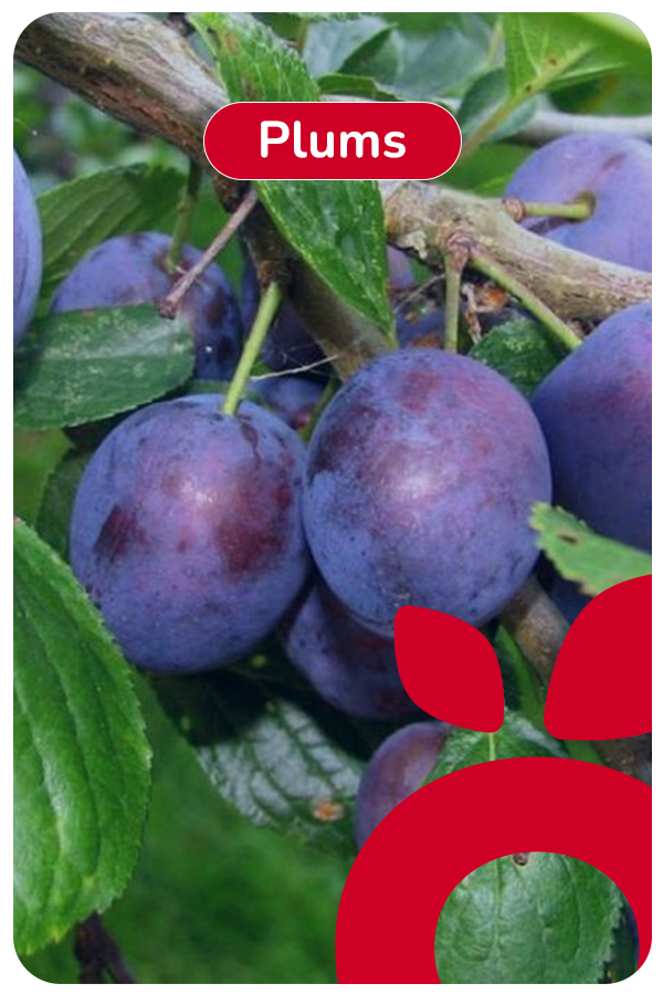 ingles plums